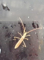 Protenor belfragei
