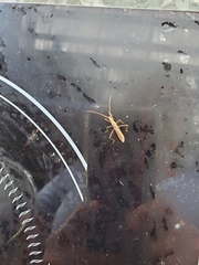 Protenor belfragei