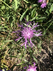 Centaurea × moncktonii