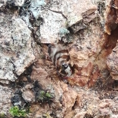 Myennis octopunctata