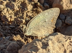 Hyponephele lupinus