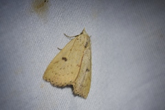 Scolecocampa