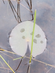 Nymphaea odorata odorata
