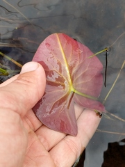 Nymphaea odorata odorata