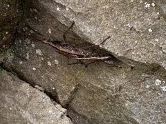 Anisomorpha ferruginea