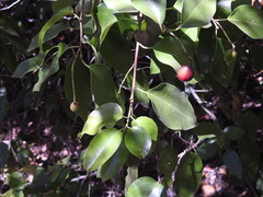 Prunus ilicifolia lyonii