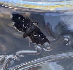 Diathrausta harlequinalis