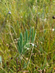 Andromeda polifolia latifolia