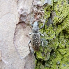 Brachyderes incanus