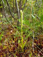 Platanthera huronensis