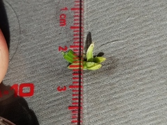 Platanthera huronensis