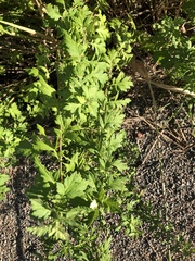 Geranium sibiricum