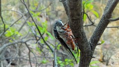 Cornuplura rudis