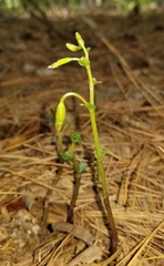 Triphora trianthophoros trianthophoros