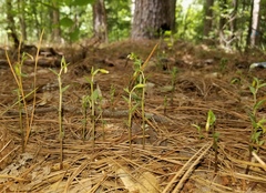 Triphora trianthophoros trianthophoros