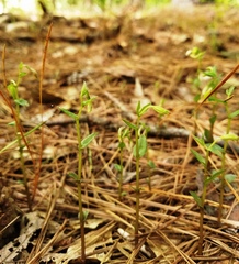 Triphora trianthophoros trianthophoros