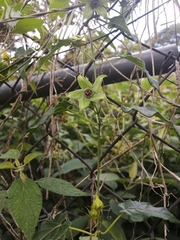 Gonolobus uniflorus