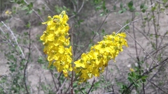 Echinopterys eglandulosa