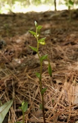 Triphora trianthophoros trianthophoros