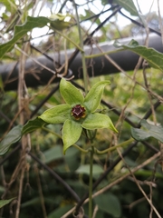 Gonolobus uniflorus