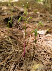 Triphora trianthophoros trianthophoros