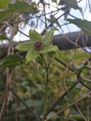 Gonolobus uniflorus