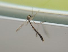 Leptogaster flavipes