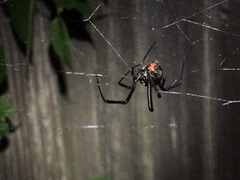 Latrodectus mactans