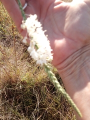 Oenothera glaucifolia