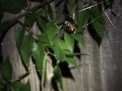 Latrodectus mactans