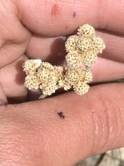 Antennaria microphylla