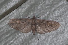 Eupithecia graefii