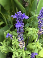 Salvia farinacea