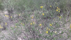 Echinopterys eglandulosa