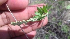 Echinopterys eglandulosa