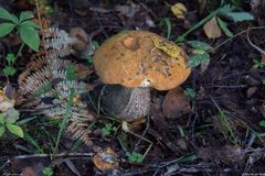 Leccinum