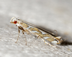 Acrocercops albinatella