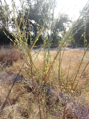 Oenothera glaucifolia