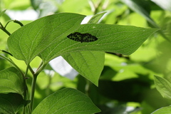 Euryobeidia languidata