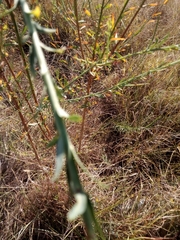 Oenothera glaucifolia