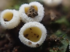 Lachnum lachnoderma