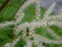 Aruncus sylvester