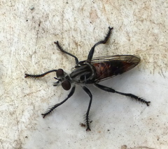 Andrenosomatini
