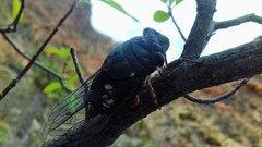Cornuplura rudis