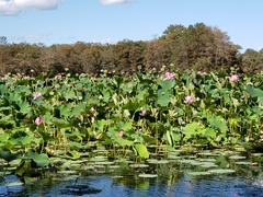 Nelumbo nucifera