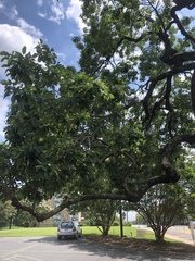 Fraxinus americana