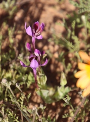 Lapeirousia violacea