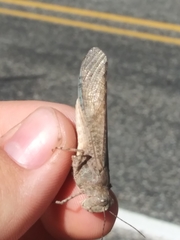 Circotettix undulatus