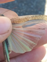 Circotettix undulatus