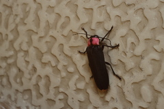 Nipponoluciola cruciata